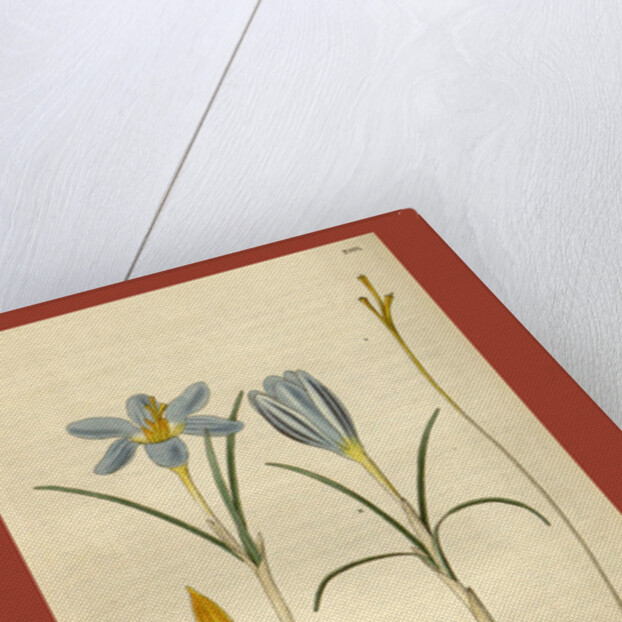 Botanical print by Sir William Jackson Hooker