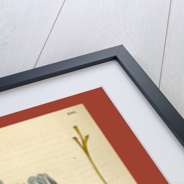 Botanical print by Sir William Jackson Hooker