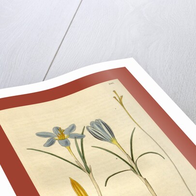 Botanical print by Sir William Jackson Hooker