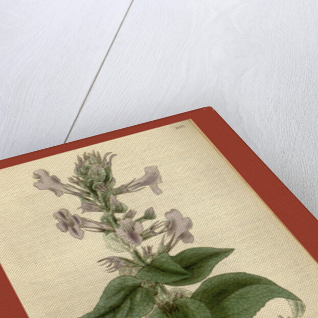 Botanical print by Sir William Jackson Hooker