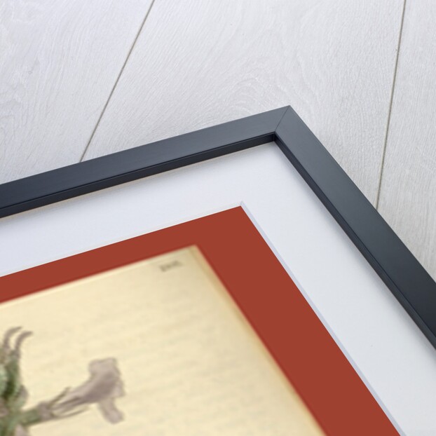 Botanical print by Sir William Jackson Hooker