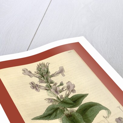 Botanical print by Sir William Jackson Hooker