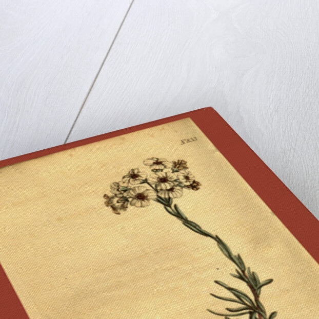 Botanical print by Sydenham Teast Edwards