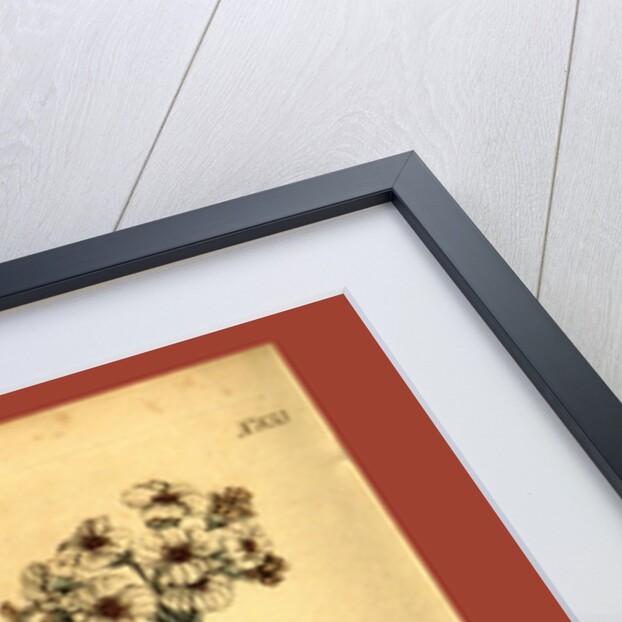 Botanical print by Sydenham Teast Edwards