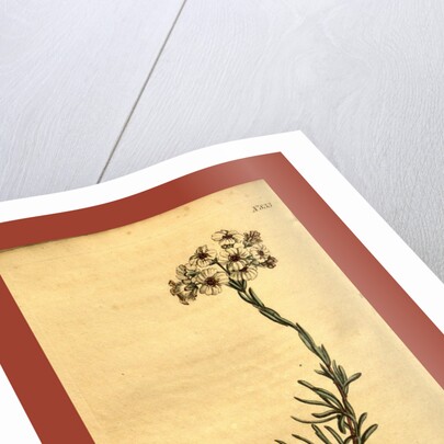 Botanical print by Sydenham Teast Edwards