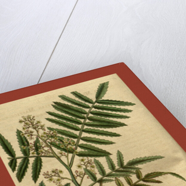 19th century botanical colour print by Anonymous