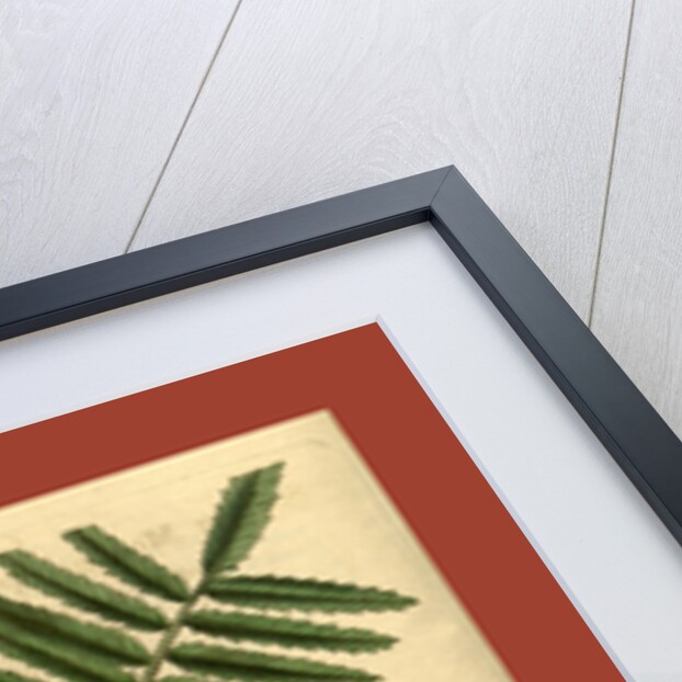 19th century botanical colour print by Anonymous