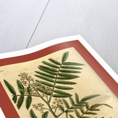 19th century botanical colour print by Anonymous
