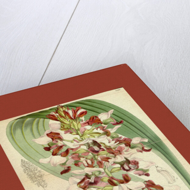 Botanical Print by Walter Hood Fitch