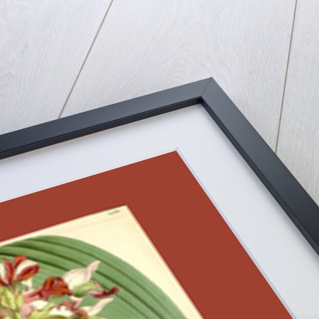 Botanical Print by Walter Hood Fitch