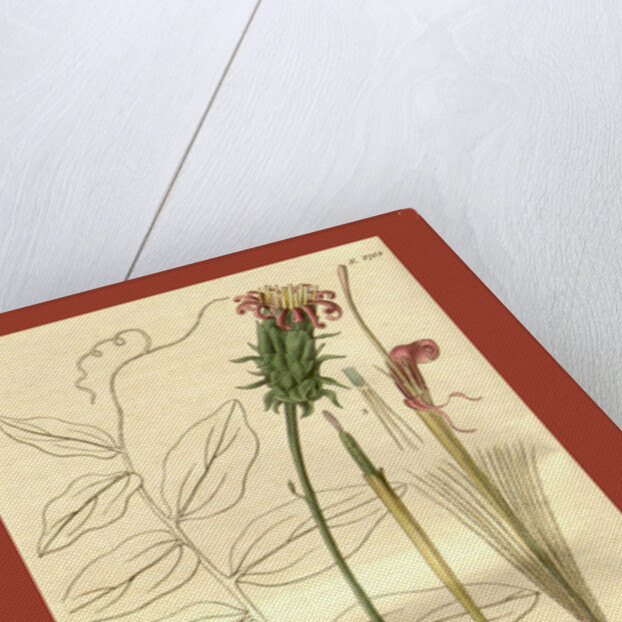 Botanical print by Sir William Jackson Hooker