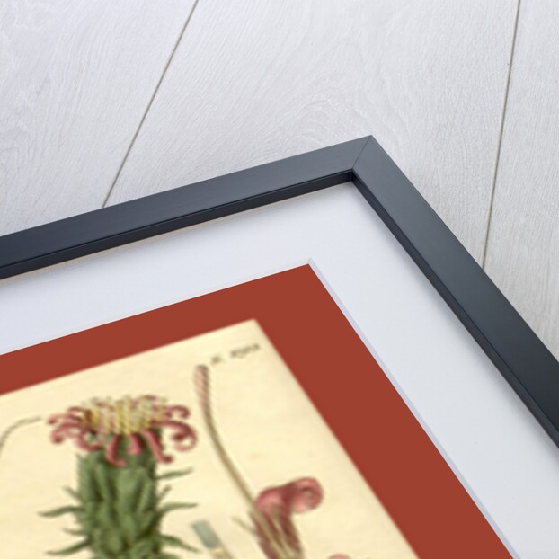 Botanical print by Sir William Jackson Hooker