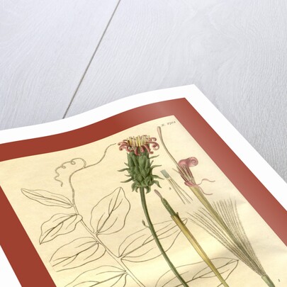 Botanical print by Sir William Jackson Hooker