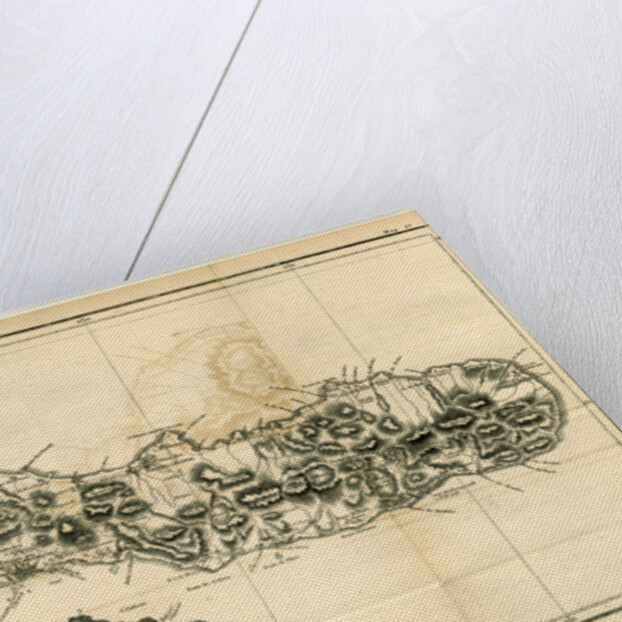 Mao of the Island of St. Michael, Azores or Western Islands by Anonymous