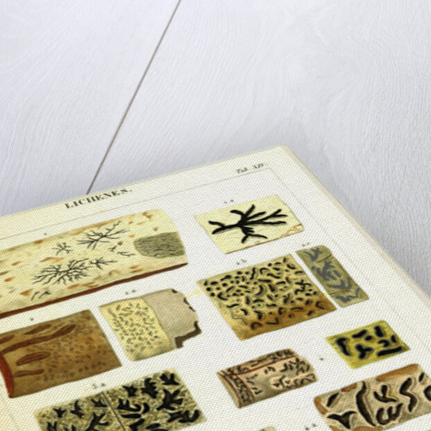 Lichenes by Anonymous