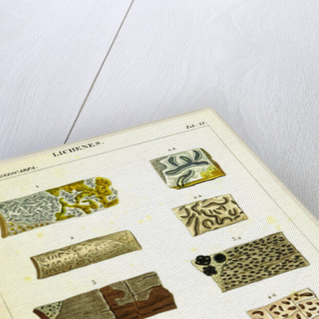 Lichenes by Anonymous