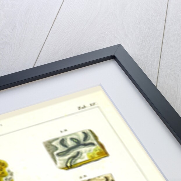 Lichenes by Anonymous