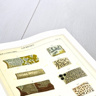 Lichenes by Anonymous