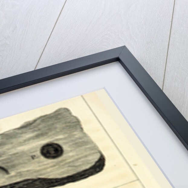 Observations on certain curious Indentations in the Old Red Sandstone of Worcestershire and Herefordshire, considered as the tracks of antediluvian animals by Anonymous