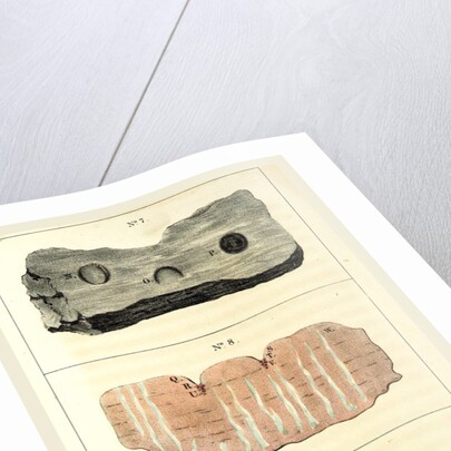 Observations on certain curious Indentations in the Old Red Sandstone of Worcestershire and Herefordshire, considered as the tracks of antediluvian animals by Anonymous