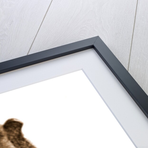 Campania Caserta Capua Museo Campano by Anonymous