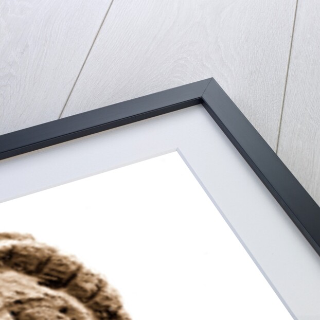 Campania Caserta Capua Museo Campano by Anonymous