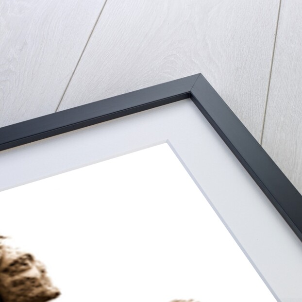 Campania Caserta Capua Museo Campano by Anonymous