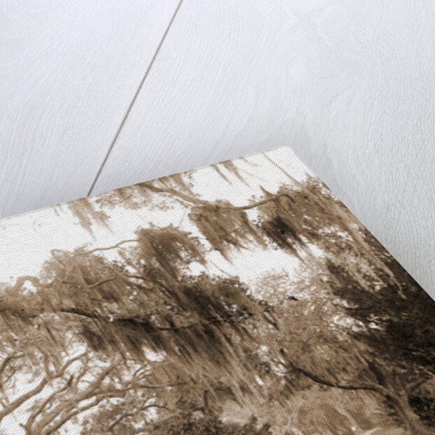 Road to Bostrom's, Ormond, Jackson, Roads, United States, Florida, Ormond Beach, 1880 by William Henry