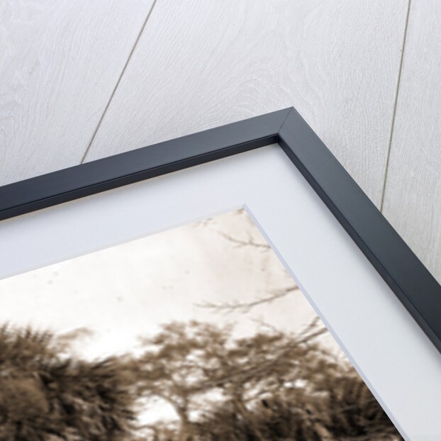 Near Bostrom's, Ormond, Jackson, Bostrom's (Ormond Beach, Fla.), Roads, United States, Florida, Ormond Beach, 1880 by William Henry