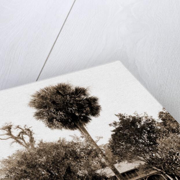 Orange grower's home, Ormond, Jackson, Palms, Dwellings, United States, Florida, Ormond Beach, 1880 by William Henry