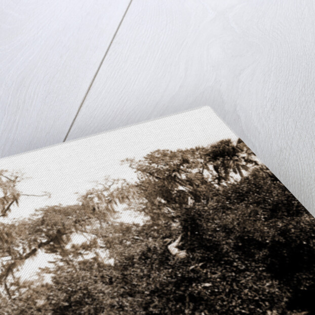 An orange grove on the Halifax, Fla, Jackson, Orange orchards, Harvesting, United States, Florida, Halifax River, 1880 by William Henry