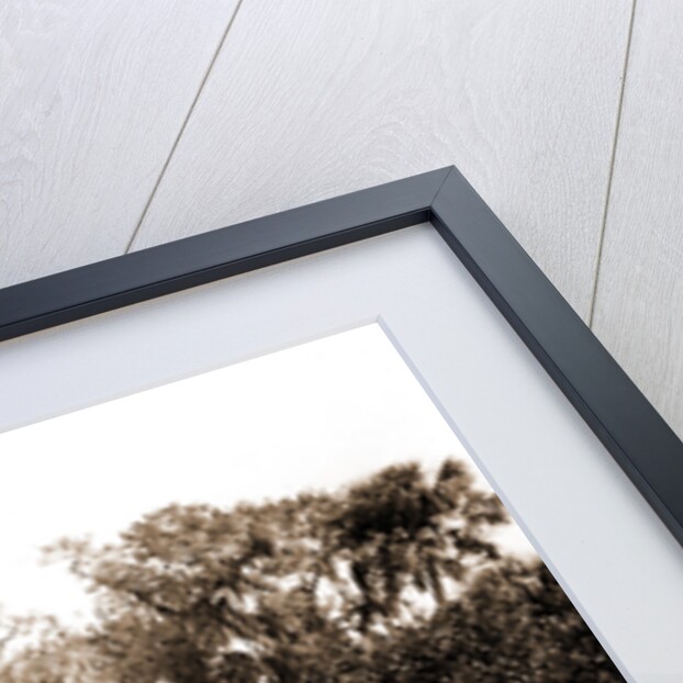 An orange grove on the Halifax, Fla, Jackson, Orange orchards, Harvesting, United States, Florida, Halifax River, 1880 by William Henry