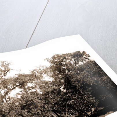 An orange grove on the Halifax, Fla, Jackson, Orange orchards, Harvesting, United States, Florida, Halifax River, 1880 by William Henry