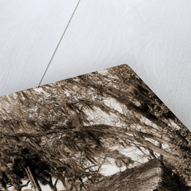 Orange pickers, Ormond, Fla, Jackson, Orange orchards, Harvesting, Thatched roofs, United States, Florida, Ormond Beach, 1880 by William Henry