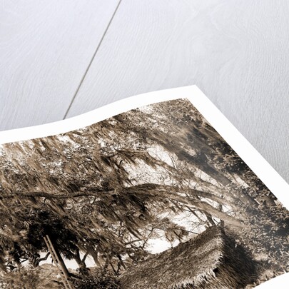 Orange pickers, Ormond, Fla, Jackson, Orange orchards, Harvesting, Thatched roofs, United States, Florida, Ormond Beach, 1880 by William Henry