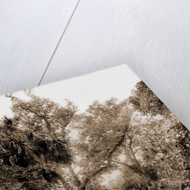 The Hammock Road near Ormond, Jackson, Roads, United States, Florida, Ormond Beach, 1880 by William Henry