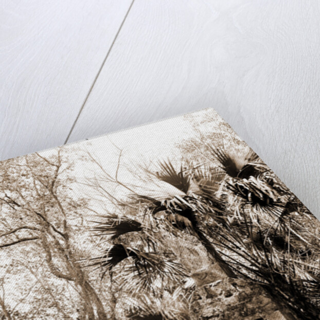 Chimneys, Ormond hammock, The, Jackson, Chimneys, Ruins, United States, Florida, Ormond Beach, 1880 by William Henry