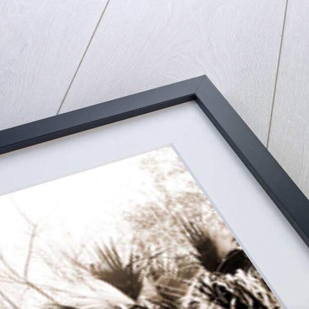 Chimneys, Ormond hammock, The, Jackson, Chimneys, Ruins, United States, Florida, Ormond Beach, 1880 by William Henry