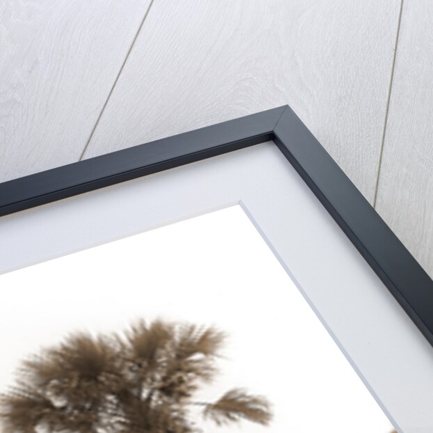 Ross Point on the Halifax, Fla, Jackson, Capes (Coasts), Rivers, United States, Florida, Halifax River, 1880 by William Henry