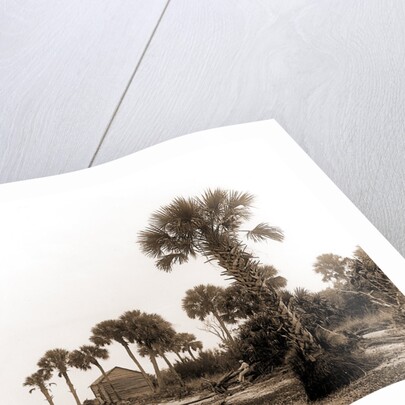 Ross Point on the Halifax, Fla, Jackson, Capes (Coasts), Rivers, United States, Florida, Halifax River, 1880 by William Henry