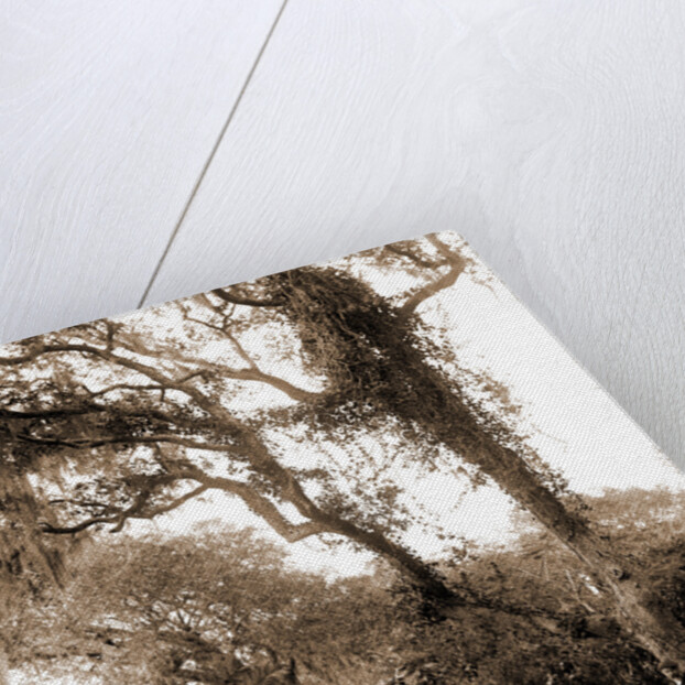 Garden near Daytona, A, Jackson, Gardens, United States, Florida, Daytona Beach, 1880 by William Henry