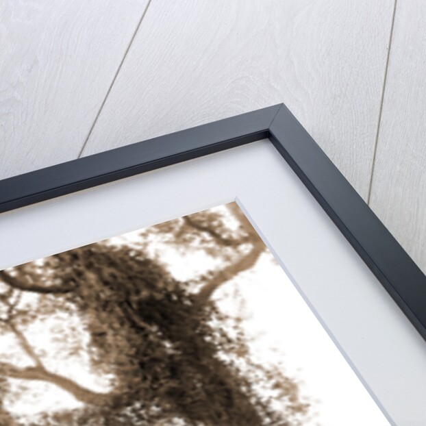 Garden near Daytona, A, Jackson, Gardens, United States, Florida, Daytona Beach, 1880 by William Henry