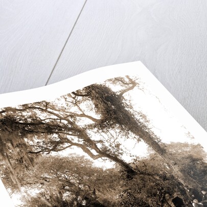 Garden near Daytona, A, Jackson, Gardens, United States, Florida, Daytona Beach, 1880 by William Henry