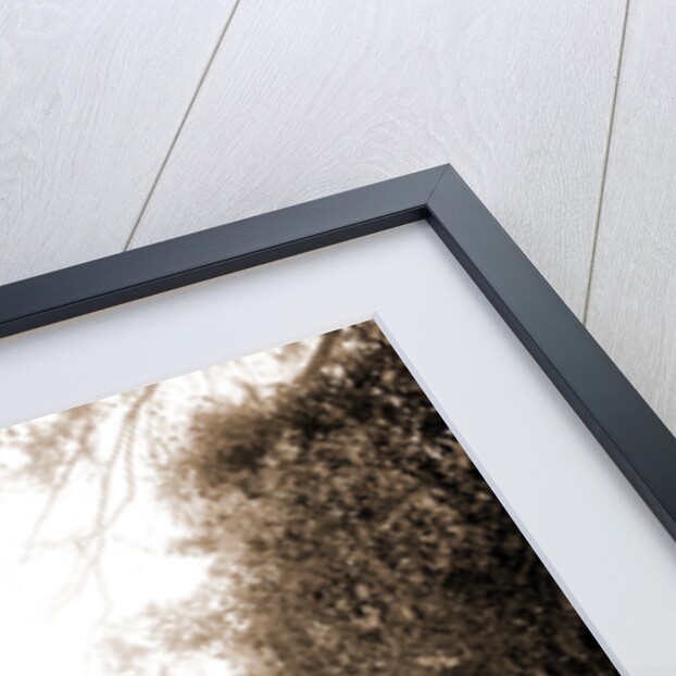 Boating on the Tomoka, Jackson, Steamboats, Rivers, United States, Florida, Tomoka River, 1880 by William Henry