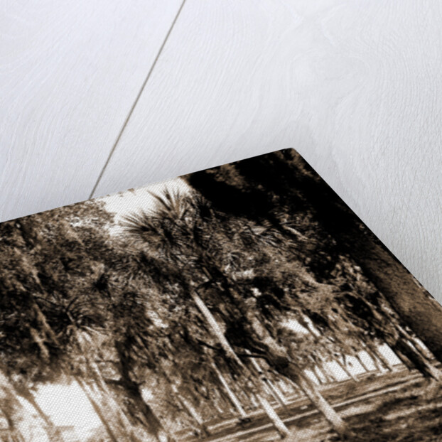 Hotel Rockledge, Indian River, Jackson, Hotel Rockledge (Fla.), Hotels, Palms, Bays, United States, Florida, Indian River, 1880 by William Henry