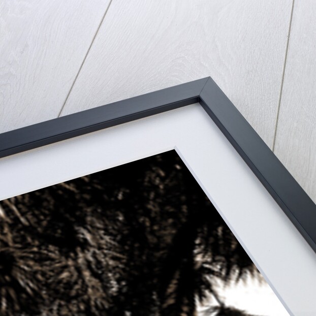 The walk at Rockledge, Indian River, Jackson, Hotels, Trails & paths, Waterfronts, Bays, United States, Florida, Indian River, 1880 by William Henry