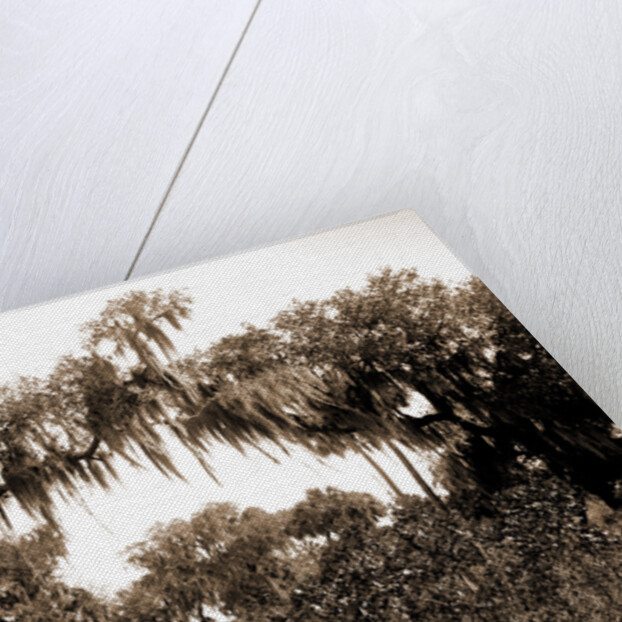 Road near Rockledge, Jackson, Roads, United States, Florida, Rockledge, 1880 by William Henry