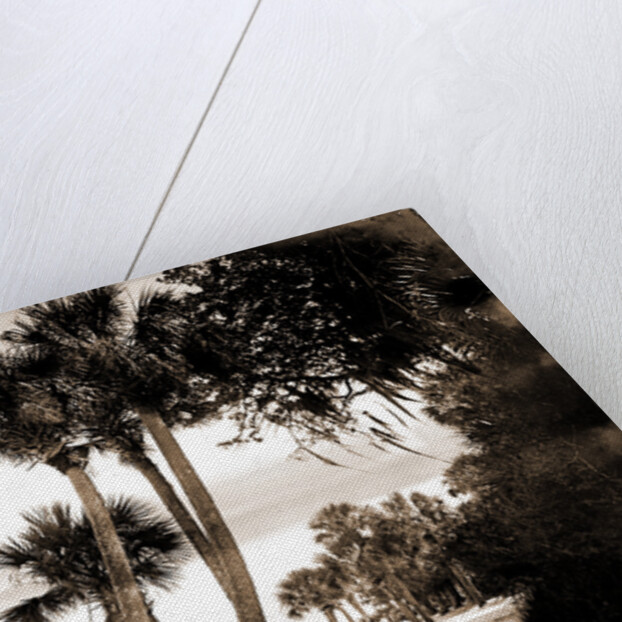 Indian River at Cocoa, Fla, Jackson, Palms, Waterfronts, Bays, United States, Florida, Indian River, United States, Florida, Cocoa, 1880 by William Henry