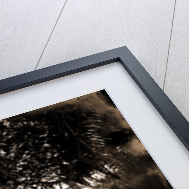 Indian River at Cocoa, Fla, Jackson, Palms, Waterfronts, Bays, United States, Florida, Indian River, United States, Florida, Cocoa, 1880 by William Henry