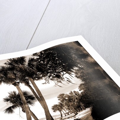 Indian River at Cocoa, Fla, Jackson, Palms, Waterfronts, Bays, United States, Florida, Indian River, United States, Florida, Cocoa, 1880 by William Henry